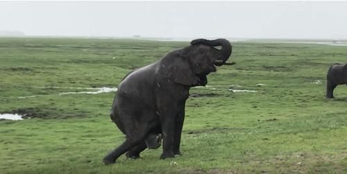 Rombongan Turis Tangkap Momen Gajah Melahirkan, Kawanan Gajah dalam Video Ini Lakukan Hal Tak Terduga