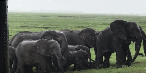 Rombongan Turis Tangkap Momen Gajah Melahirkan, Kawanan Gajah dalam Video Ini Lakukan Hal Tak Terduga