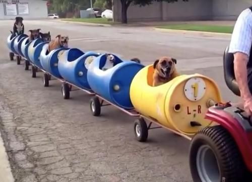 Ajak Berkeliling dengan Dog Train, Simak Video Aksi Pria Bawa Kebahagiaan untuk Anjing-anjing