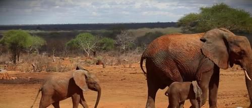 Berbagi Kebahagiaan dengan Manusia, Inilah Video Gajah Pamerkan Bayi yang Baru Dilahirkannya