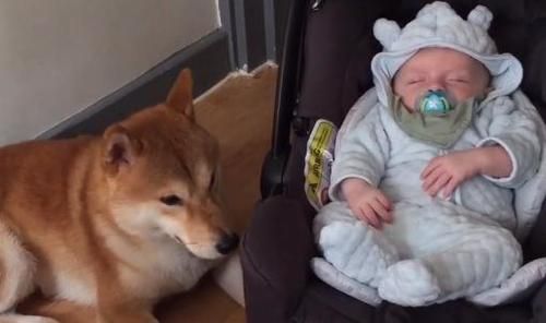 Seorang Ibu Tangkap Momen Bayinya Tidur dengan Rekam Video, Tapi Reaksi Anjing Ini Bikin Warganet Gemas!