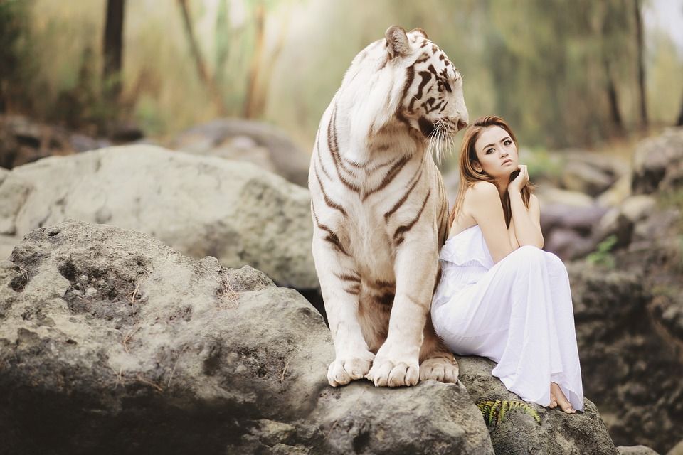 Mimpi melihat harimau putih