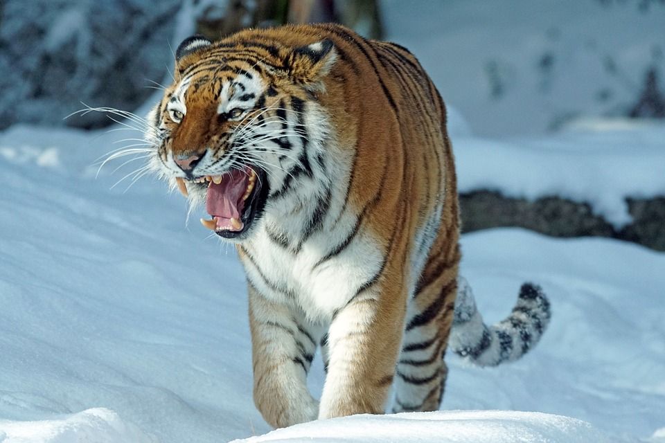 ilustrasi harimau