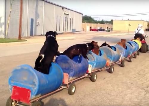 Ajak Berkeliling dengan Dog Train, Simak Video Aksi Pria Bawa Kebahagiaan untuk Anjing-anjing