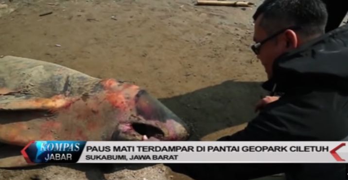 Beberapa Bagian Tubuhnya Luka, Ini Video Paus Mati Terdampar di Pantai Geopark Ciletuh