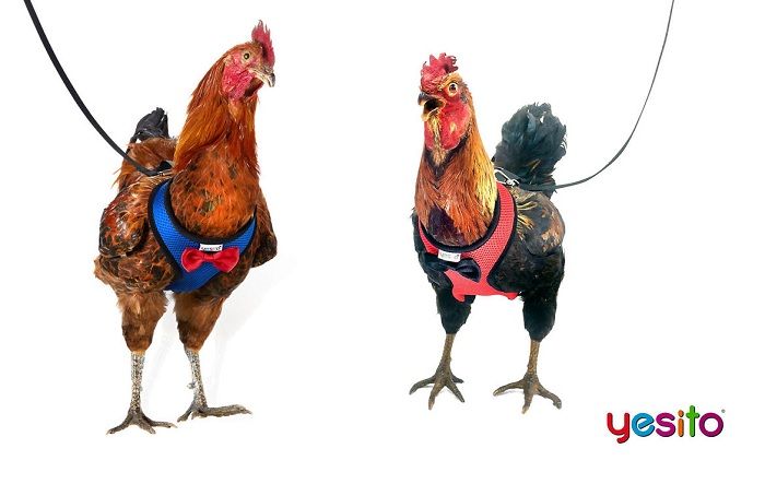 Chicken Harness