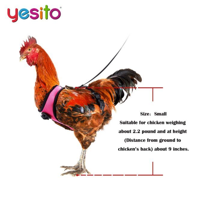 Tak Perlu Khawatir Ayam Hilang atau Lepas, Alat Ini Bikin Ayam Tetap dalam Kendalimu, Simak Video Penggunaannya!