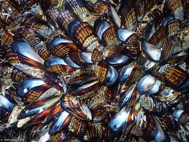 Puluhan kerang ditemukan mati akibat gelombang panas