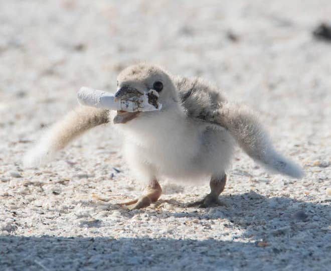 Anak burung yang tampak akan memakan puntung rokok