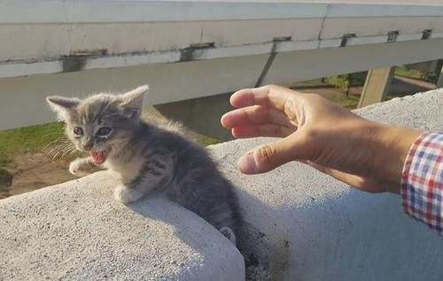 Kucing Kecil Ini Terjebak di antara Lempengan Beton, Video Penyelamatannya Tuai Pujian
