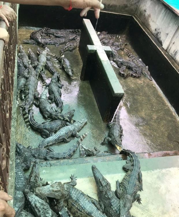 Jatuh ke Kandang Reptil, Balita Berumur 2 Tahun Jadi Santapan Buaya, Ditemukan Hanya Tinggal Tengkorak