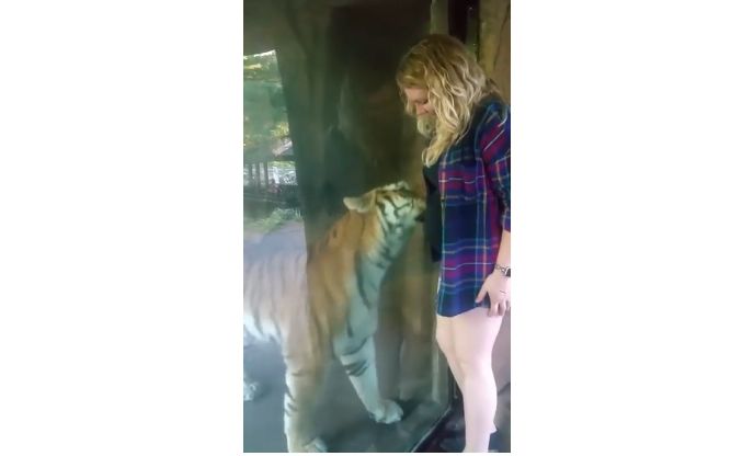 Sadar Wanita di Depannya Tengah Hamil, Inilah yang Dilakukan Harimau dalam Video!