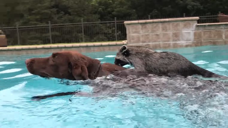 Tingkah Rakun Ini Tak Biasa Namun Bikin Gemas Warganet, Lihat Videonya Berenang Bersama Anjing!