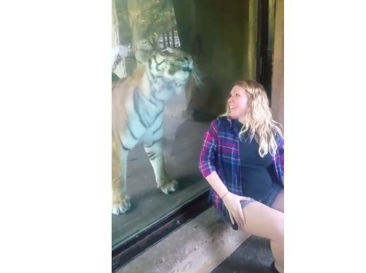 Sadar Wanita di Depannya Tengah Hamil, Inilah yang Dilakukan Harimau dalam Video!