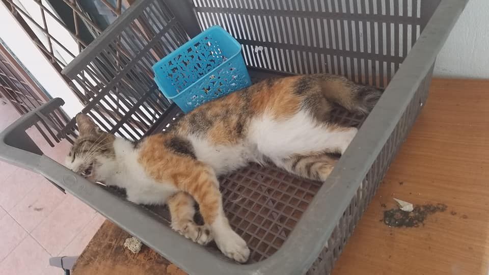 Kucing di penampungan hewan Melisa