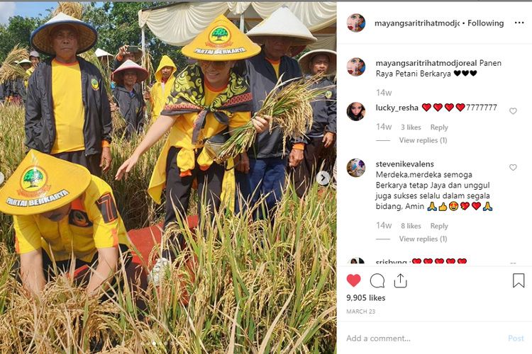 Kebersamaan penyanyi Mayangsari dan suami, Bambang Trihatmodjo saat panen raya bersama Partai Berkarya. 