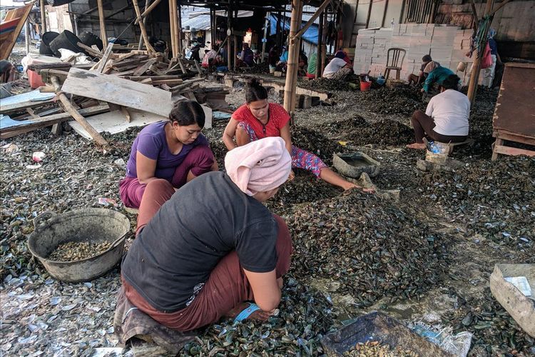 Warga Kampung Kerang Hijau yang Sedang mengupas kerang hasil budidaya nelayan yang ada di Muara Angke, Penjaringan, Jakarta Utara(JIMMY RAMADHAN AZHARI)