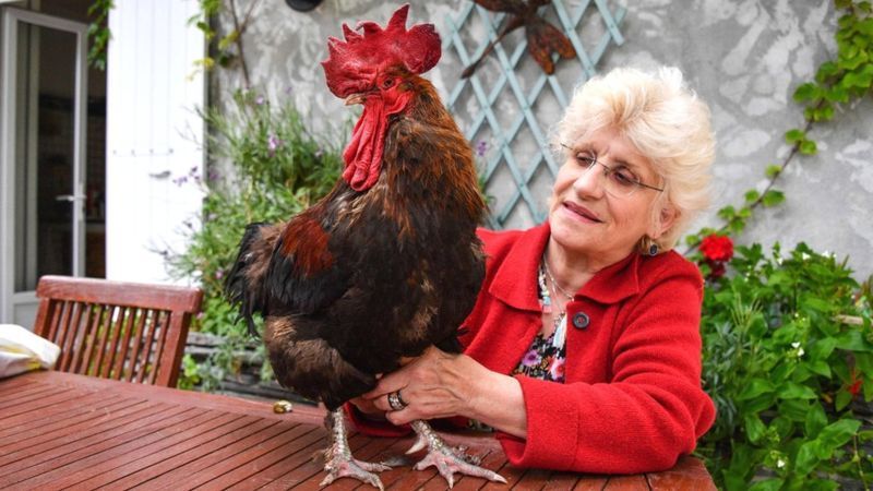 Corinne Fesseau dan ayam jantan miliknya, Maurice.