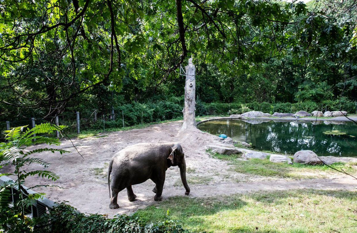 Gajah Happy, 13 tahun hidup sendirian