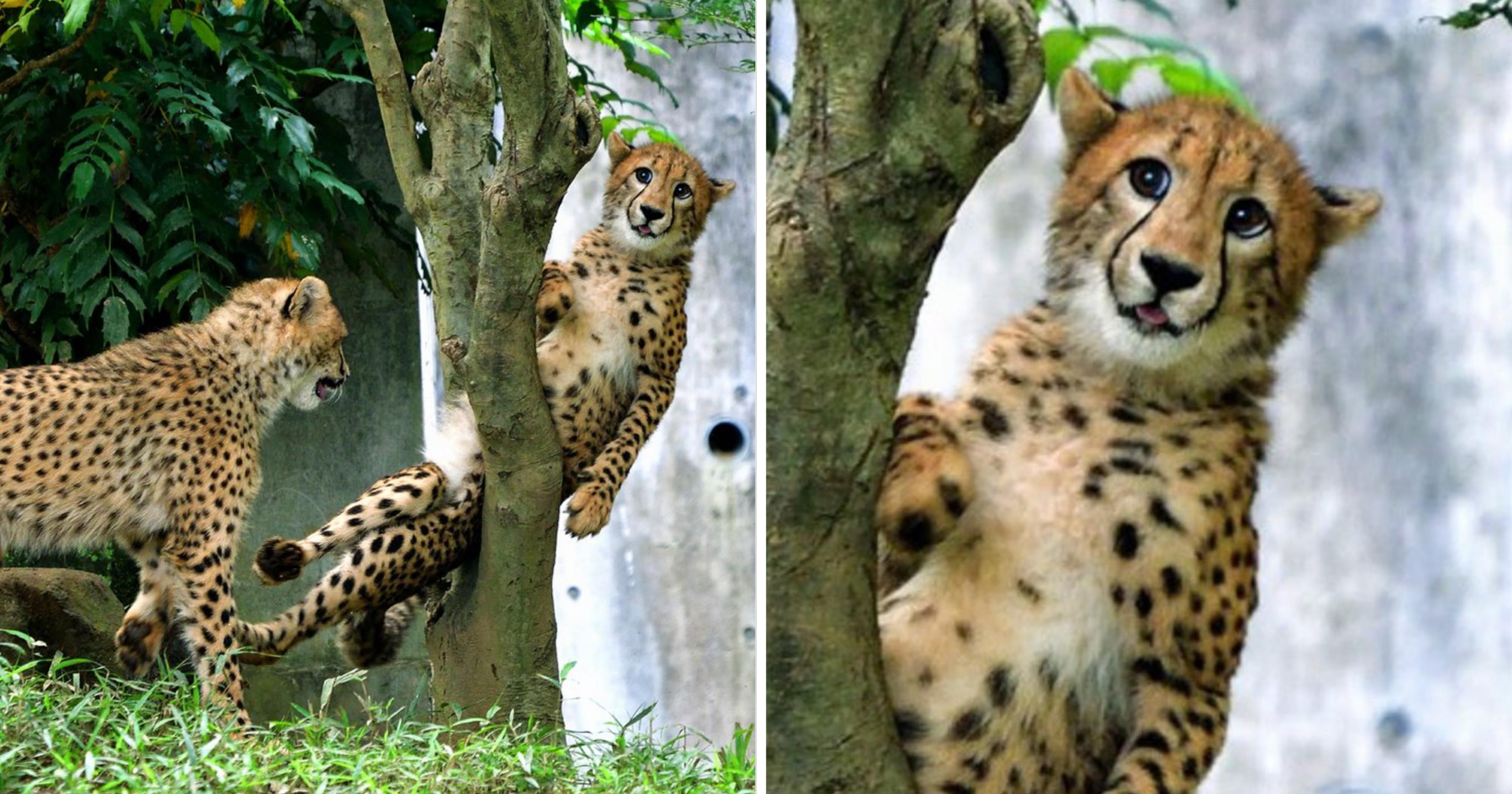 Diperjualbelikan Secara Online Dan Ilegal Seharga Ratusan Juta