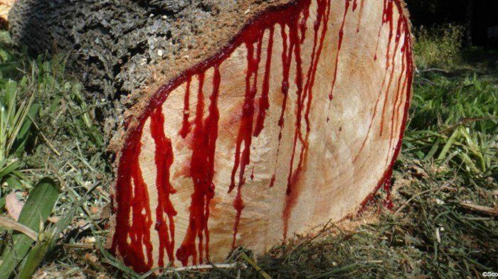 Asal usul pohon yang mengeluarkan getah seperti darah
