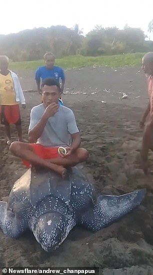 Penyu belimbing ditunggangi oleh penduduk lokal di pantai Indonesia.