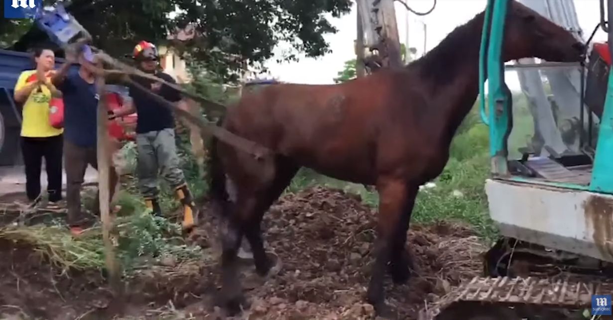 Terperosok ke Selokan Karena Matanya Buta, Penyelamatan Kuda Ini Sangat Dramatis, Sampai Gunakan Alat Berat!