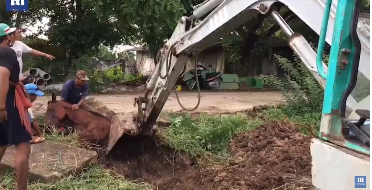 Sebelah Matanya Buta, Kuda Ini Malah Jatuh Terperosok ke Saluran Air, Video Hewan yang Diselamatkan Ini Dramatis!