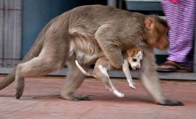 Video Kisah Monyet dan Anjing yang Sudah Seperti Ibu dan Anak, Persahabatan yang Inspiratif