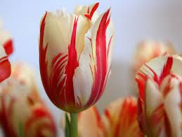 Tulip Semper Augustus