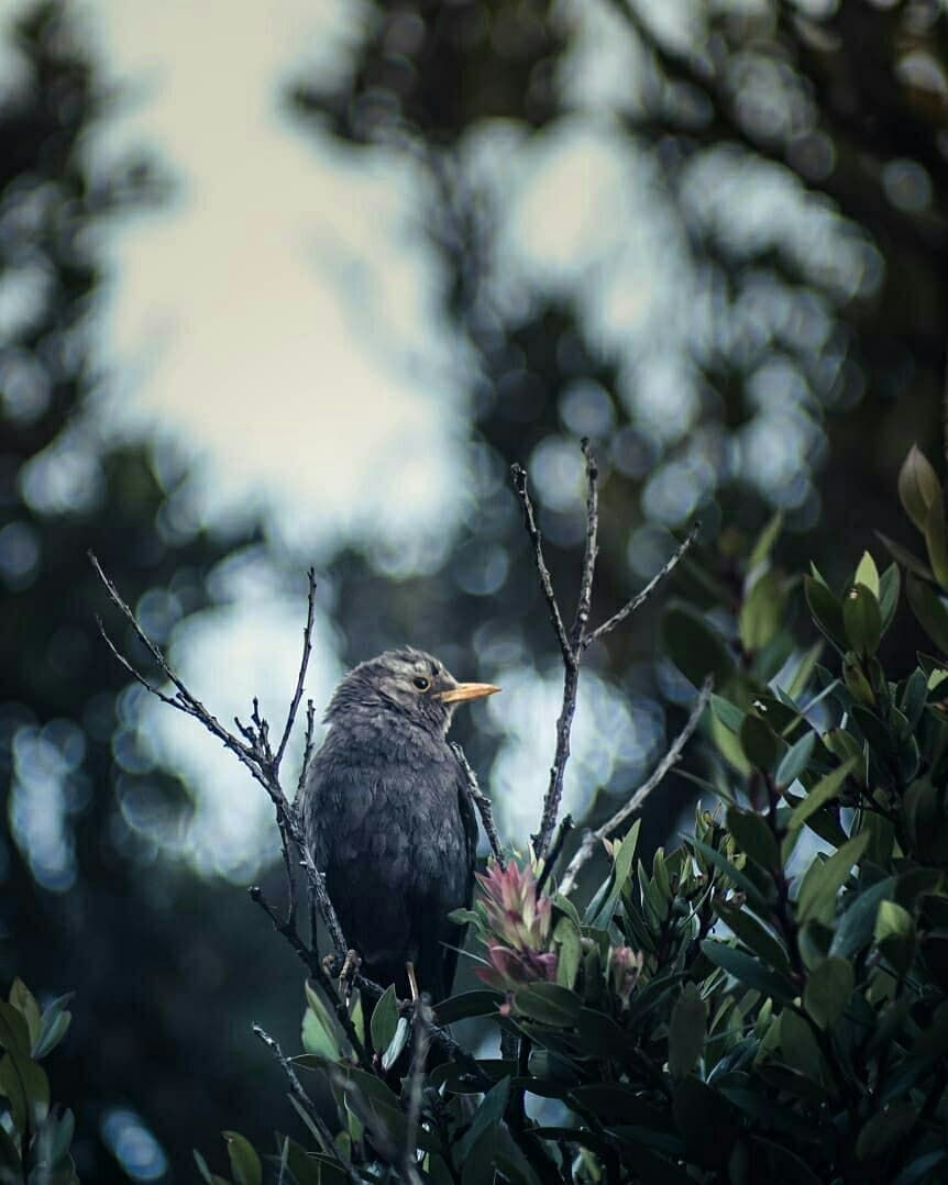 Ilustrasi burung jalak