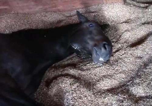 Lihat Lucunya Kuda-kuda yang Tengah Tidur di Video Ini, Ternyata Bisa Ngorok Juga!