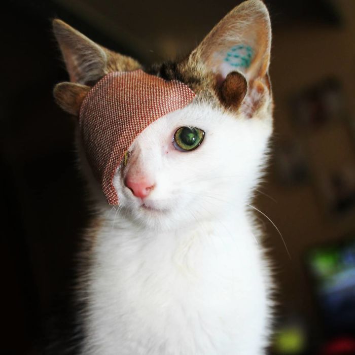 Video Kucing dengan Empat Telinga dan Satu Mata, Akhirnya Diadopsi dan Hidup Bahagia