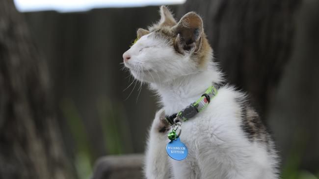 Video Kucing dengan Empat Telinga dan Satu Mata, Akhirnya Diadopsi dan Hidup Bahagia