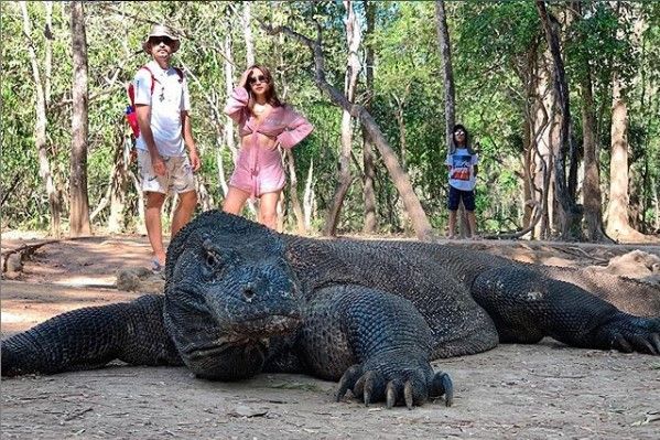 BCL di Pulau Komodo