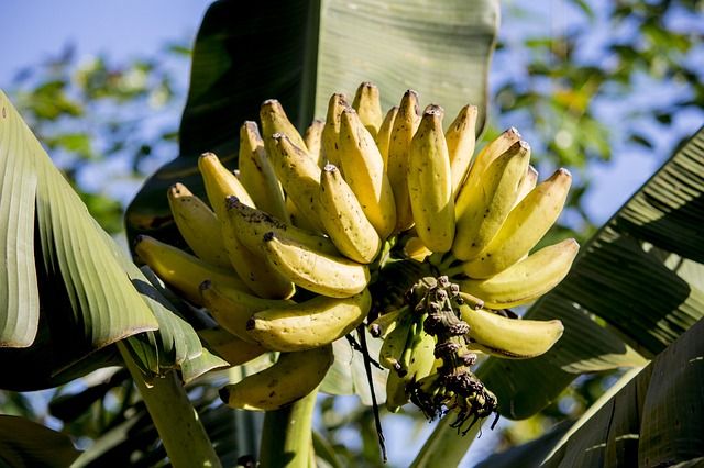 Ilustrasi buah pisang masak di pohon