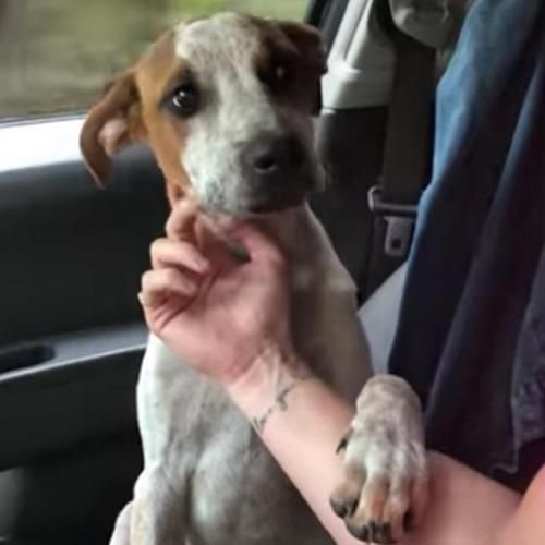 Berhasil Diselamatkan, Anjing Ini Tunjukkan Rasa Terima Kasih yang Terekam Video