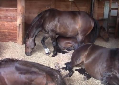 Lihat Lucunya Kuda-kuda yang Tengah Tidur di Video Ini, Ternyata Bisa Ngorok Juga!