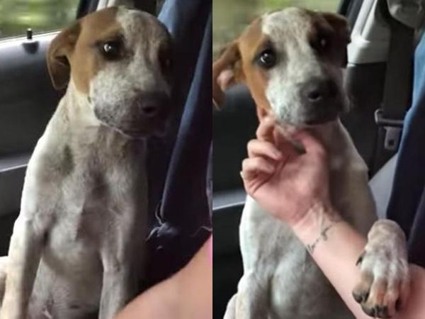 Berhasil Diselamatkan, Anjing Ini Tunjukkan Rasa Terima Kasih yang Terekam Video