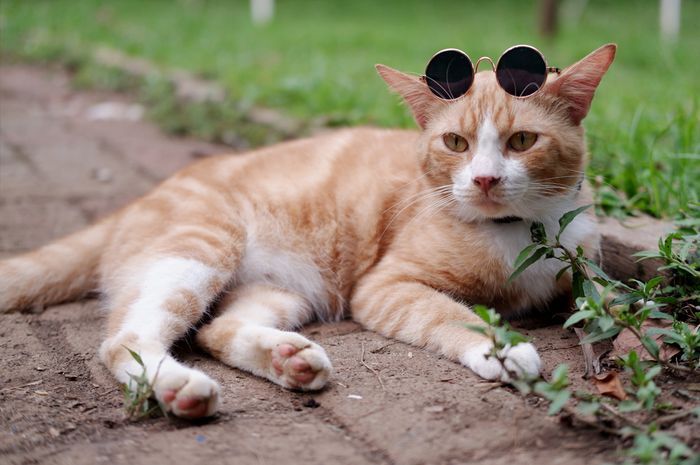 Kocheng oren, sebutan untuk kucing oranye yang perilakunya ajaib.