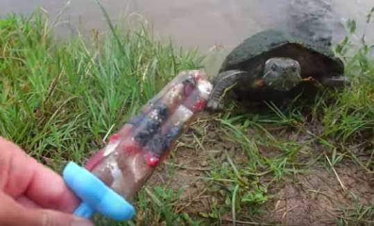 Ingin Rayakan Kemerdekaan Bersama, Pria Ini Buatkan Es Lilin untuk Kura-kura, Lihat Videonya!