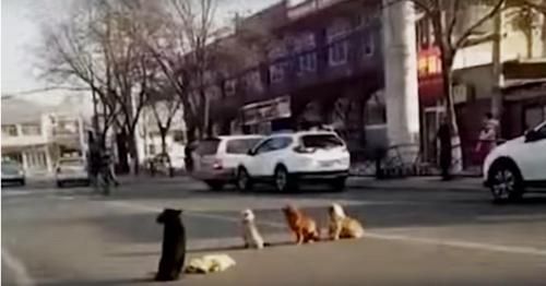 Video Viral Empat Anjing Berdiri di Tengah Jalan, Ternyata Apa yang Dilakukan Menyentuh Hati!