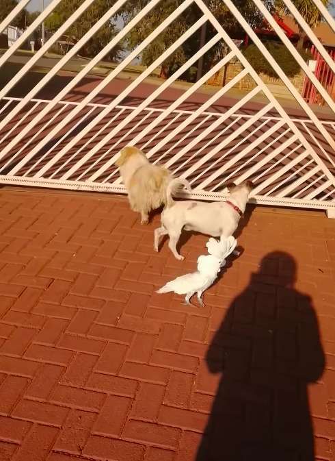 Lucunya Video Kakatua 'Penjaga Keamanan', Menggonggong Layaknya Anjing