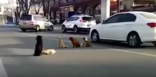 Video Viral Empat Anjing Berdiri di Tengah Jalan, Ternyata Apa yang Dilakukan Menyentuh Hati!
