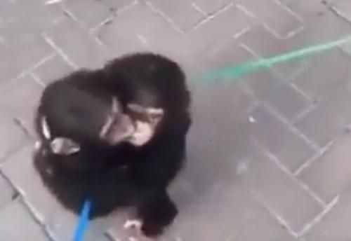 Berhasil Diselamatkan, Dua Simpanse yang Sempat Terpisah Ini Akhirnya Bertemu Kembali, Video Pertemuan Keduanya Sangat Mengharukan!