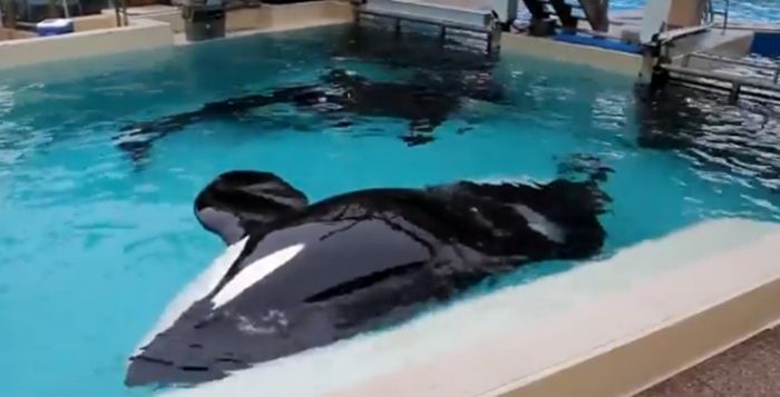 Menyedihkan, Paus Orca yang Biasanya Berenang Ratusan Kilometer Setiap Hari Ini Harus Terkurung dalam Kolam Sempit, Lihat Videonya!