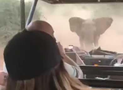 Dikenal sebagai Raksasa yang Lembut, Sebuah Video Tunjukkan Gajah Mengamuk dan Menyerang Mobil Wisatawan, Diduga Ini Penyebabnya!