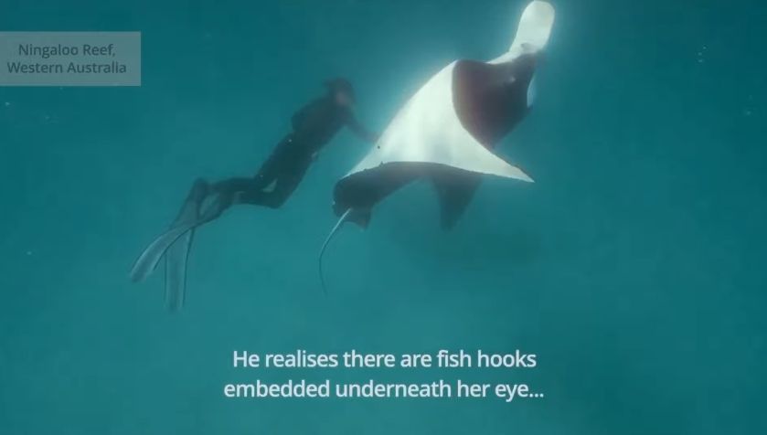 Viral Video Ikan Pari Manta Raksasa Minta Tolong untuk Selamatkan Nyawanya Pada Penyelam, Apa yang Sebenarnya Terjadi Pada Hewan Itu?