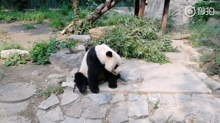 Bosan Melihat Panda Tidur Melulu, Turis Nekat Lempar Batu Pada Hewan Itu, Lihat Videonya!