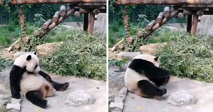 Bosan Melihat Panda Tidur Melulu, Turis Nekat Lempar Batu Pada Hewan Itu, Lihat Videonya!